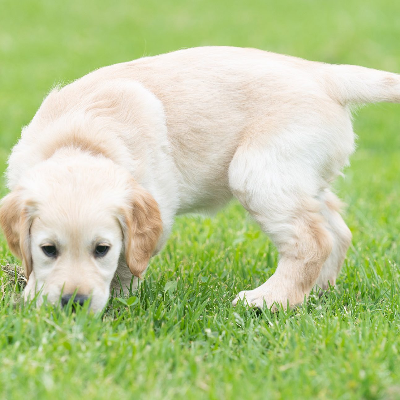 Guide Dog puppy sniffing grass