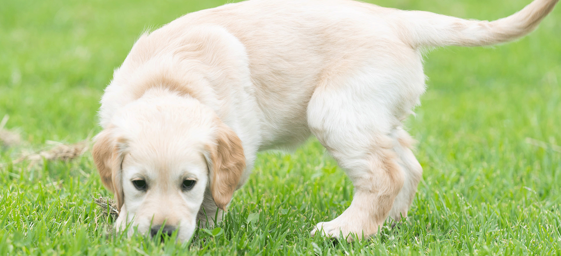 Yellow Puppy sniffing grass