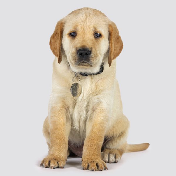 Yellow Guide Dog Puppy sitting and looking at camera