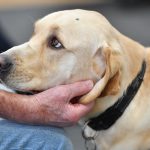 A man's hand is resting under a yellow Assistance Dog's head