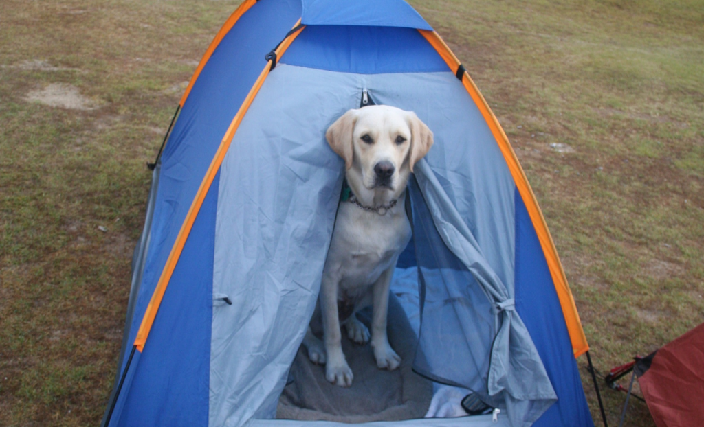 A yellow Dog hiding in a blue tent 